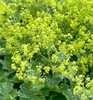 alchemilla