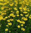 anthemis