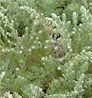 artemisia