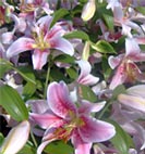 asiatic lily
