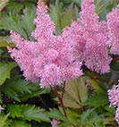 astilbe