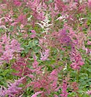 astilbe pink
