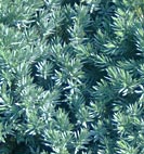 juniper