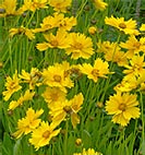 coreopsis