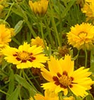 coreopsis2