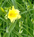 dwarf day lily