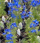 delphinium