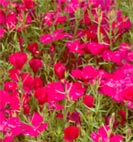 dianthus mag