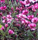 dianthus pink