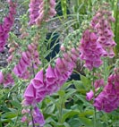 digitalis