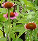 echinacea
