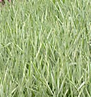 grass