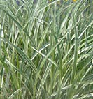 grass micanthus
