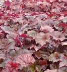 heuchera