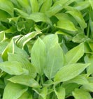 hosta