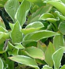 hosta