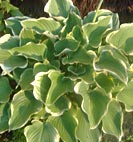 hosta