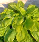 hosta