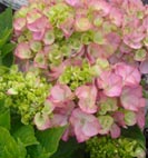 hydrangea