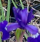 iris
