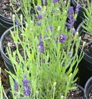 lavendula