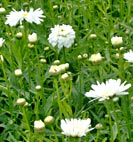 leucantheum