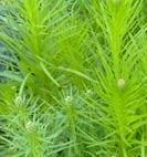 liatris kobold