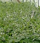 ligularia rocket