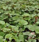 ligularia