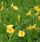 sella doro