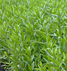 lythrum