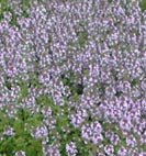 nepata