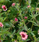 potentilla