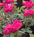 rosa ko