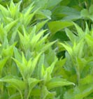 rudbeckia