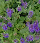 salvia