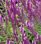 salvia