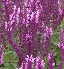 salvia