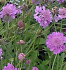 scabiosa