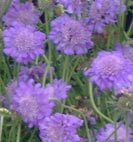 scabiosa