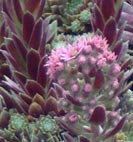 sedum