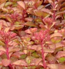 sedum2