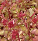 dragon blood