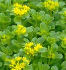 ground cover