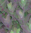 sedum purple