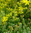 stone crop