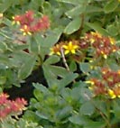 tri color