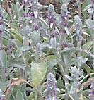 lambs ear
