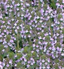 thyme
