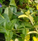 vinca